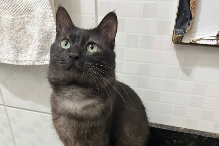 Consultório da Valter Veterinários