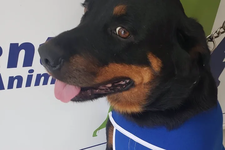 Rottweiler em recuperação na Valter Veterinários